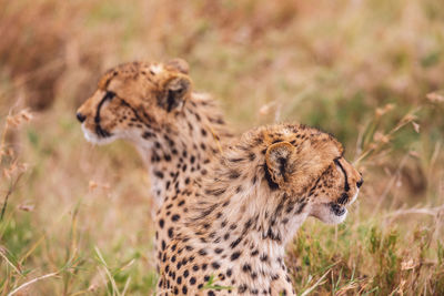 Two cheetah cubs on a field