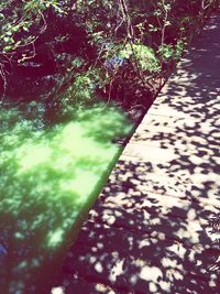 View of trees in water