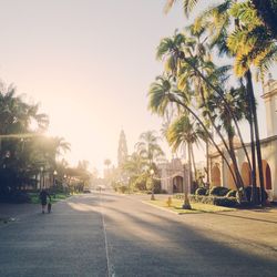 Road along trees in city