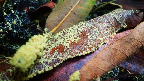 Close-up of fungus growing outdoors