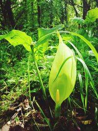 Close-up of green flowering plant in forest