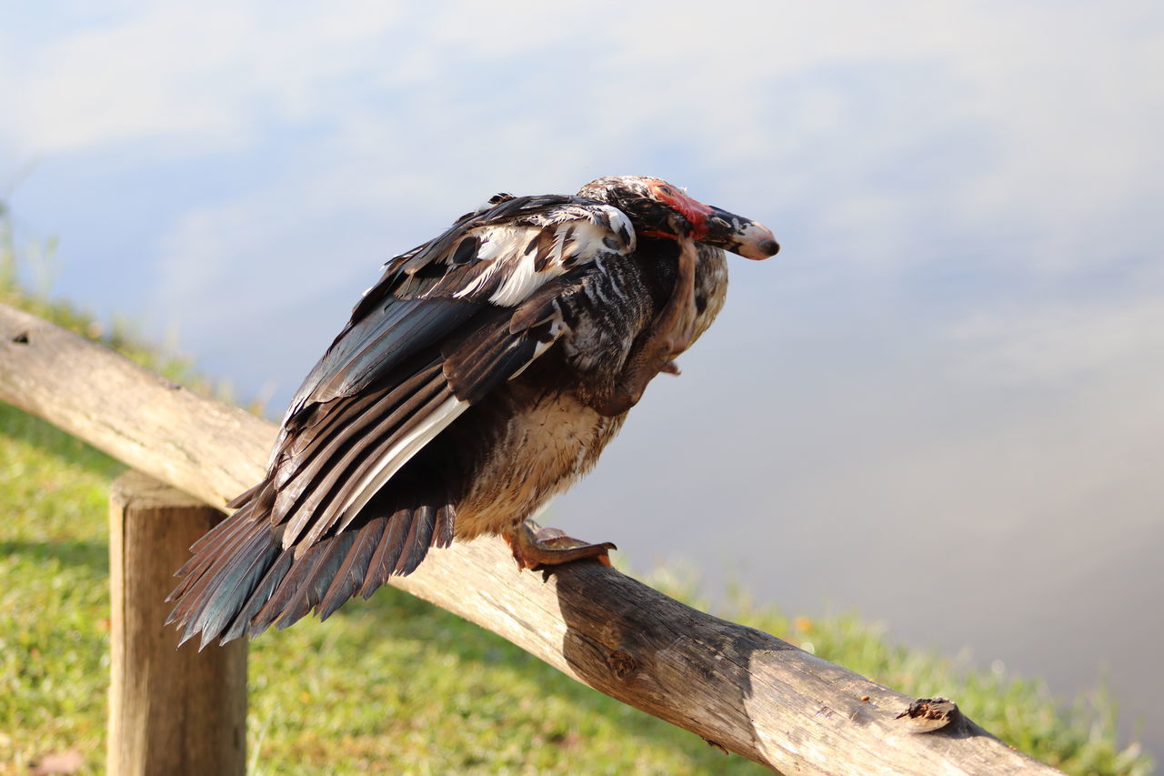 BIRDS PERCHING ON WOODEN POST