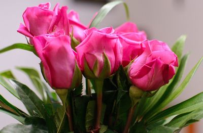 Close-up of pink flowers blooming outdoors