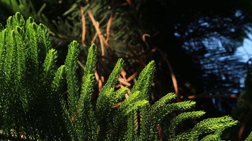 Close-up of fern leaves