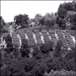 Trees on field against clear sky