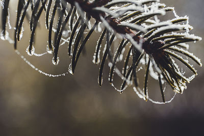 Close-up of frozen flower