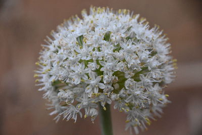 Close-up of white flowering plant