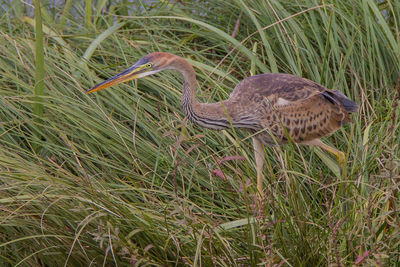 View of a bird on field