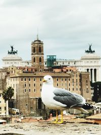 Close-up of seagull