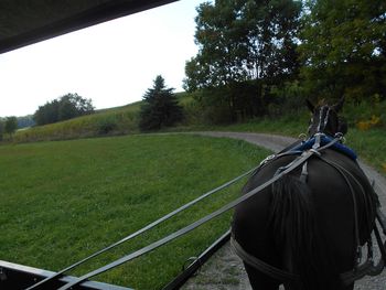 Rear view of horse on field against sky