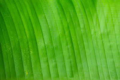 Full frame shot of palm leaf