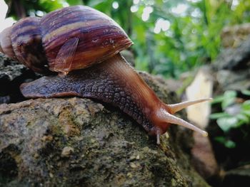 Close-up of snail