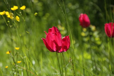 Close-up of pink flowers blooming in field