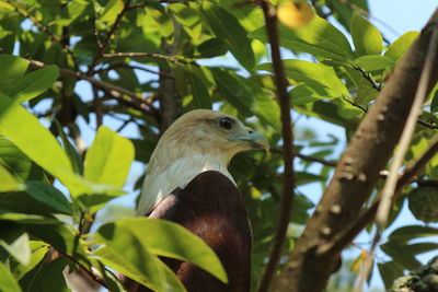 Low angle view of bird perching on tree