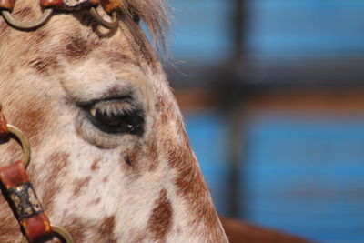 Close-up of a horse