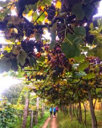 Tree growing in farm