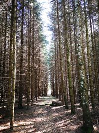 Footpath amidst trees in forest