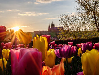 Pink tulips in city against sky during sunset