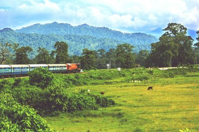 Trees on field by mountains against sky