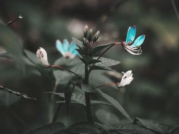 Close-up of flowering plant