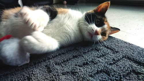 Close-up of a cat resting