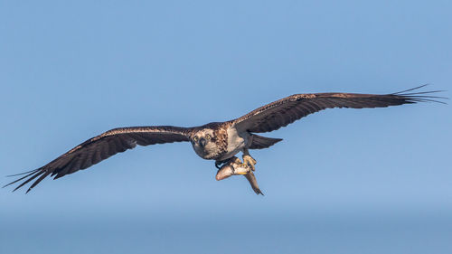 Eagle carrying fish in clear blue sky