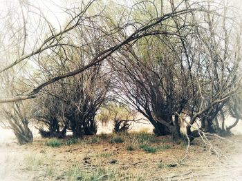 Bare trees on field in forest