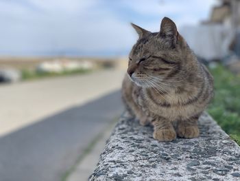 Cat looking away on retaining wall