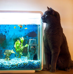 Cat looking in fish tank while sitting at home