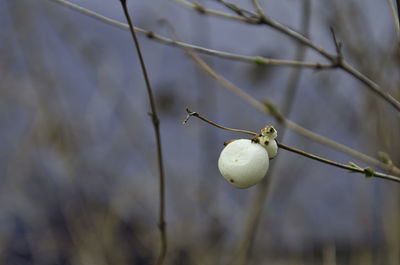 Close-up of fruit on tree