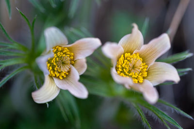 Pulsatilla vernalis spring pasqueflower, arctic violet, lady of the snows