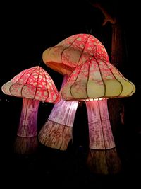 Close-up of mushroom on wood against black background