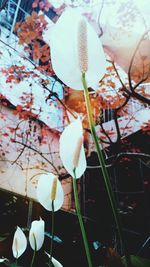 White flowers growing in front of plants