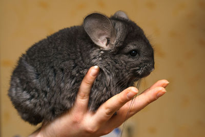 Cute chinchilla sitting in her arms