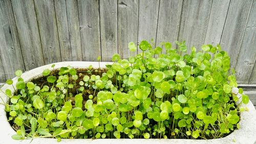 Close-up of fresh green plants