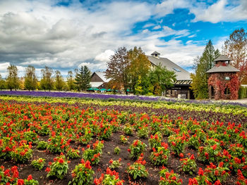 Scenic view of flowering plants and trees on field against sky