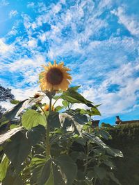 Close-up of sunflower against sky