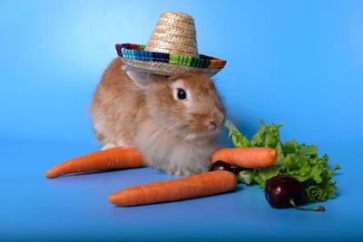 Close-up of fresh eating food