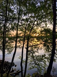 Trees in forest against sky