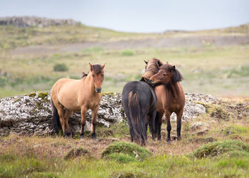 Horses on field