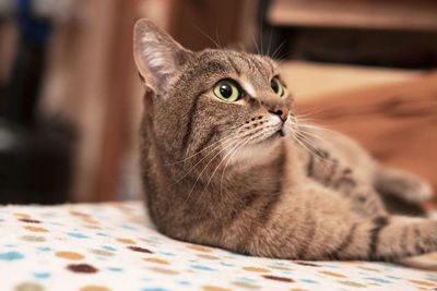 Close-up of a cat looking away