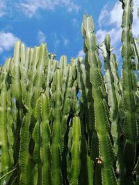 Cactus growing on field against sky