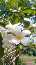 Close-up of white flowers blooming on tree