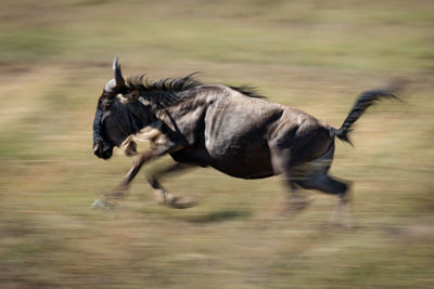 Wildebeest running on land