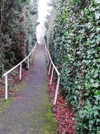 Walkway amidst trees