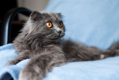 Close-up of cat looking away