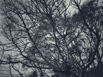 Low angle view of bare tree against sky