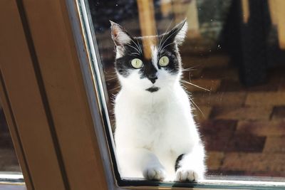 High angle view of cat seen through window