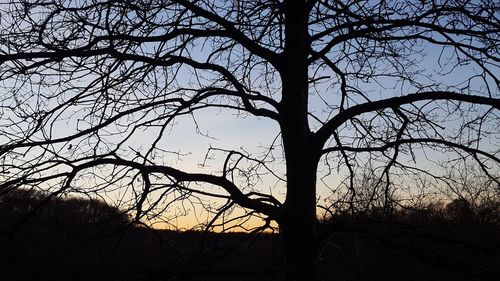 Low angle view of silhouette bare tree against sky during sunset