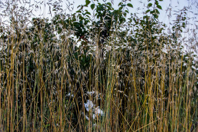 Crops growing on field against sky